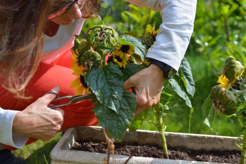 A close-up view of a person trimming a sunflower plant in a garden, with their hands carefully cutting the large green leaves. The gardener is wearing a white long-sleeved shirt and a black watch, and is positioned next to a rectangular concrete garden bed filled with dark soil. The sunflower plant features bright yellow flowers with dark centers, surrounded by lush green leaves, against a background of additional greenery and garden plants. The scene is outdoors under natural daylight, capturing a moment of horticultural care typical of professional gardening or landscaping services in the Deptford area, supporting garden maintenance and plant health.